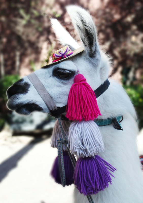 llama sideshot