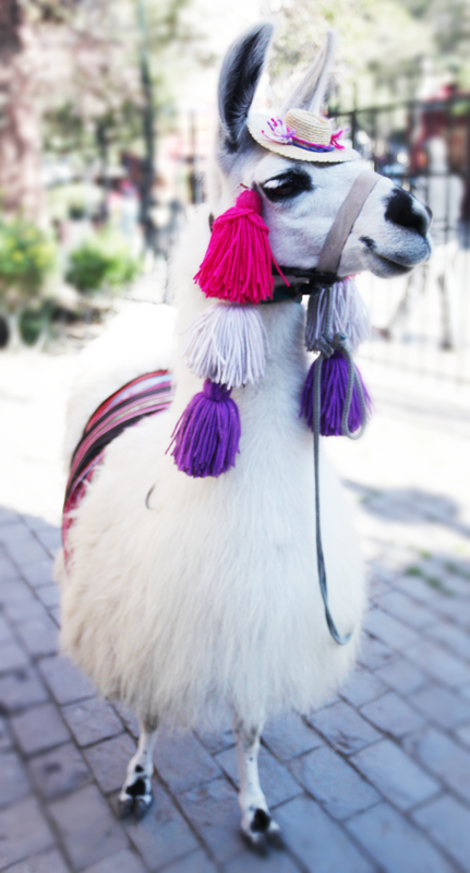 llama full body