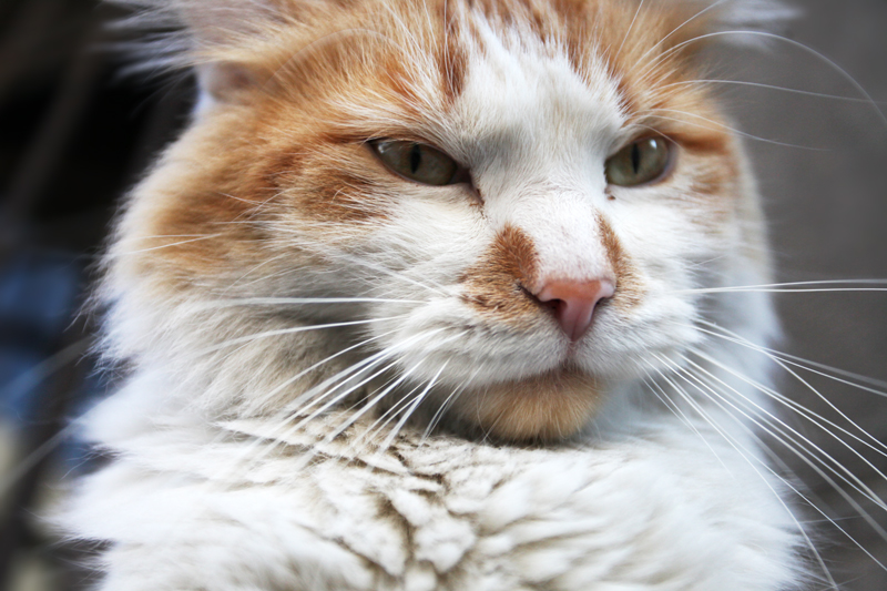 Cat face