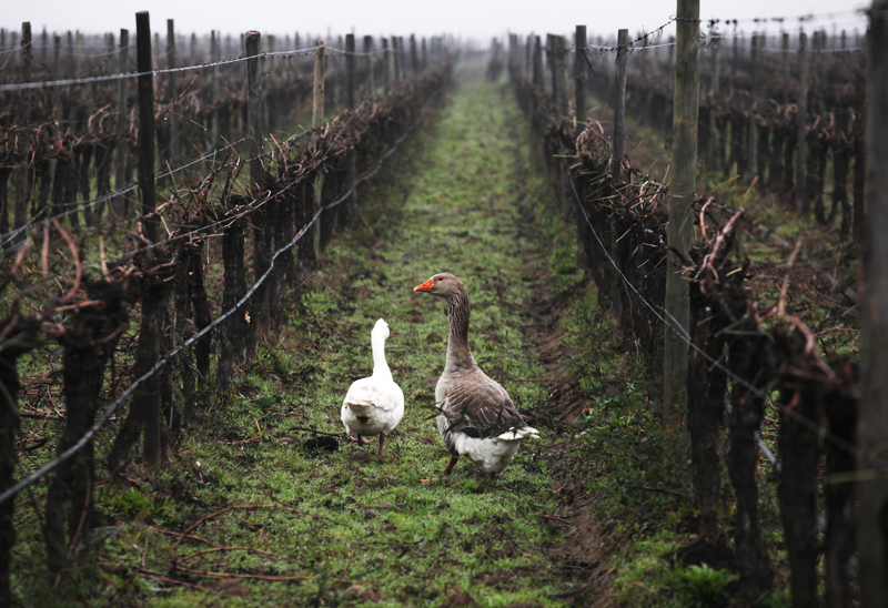 goose