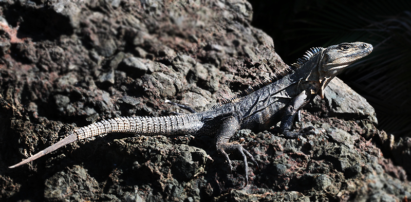 Costa Rica Lizard