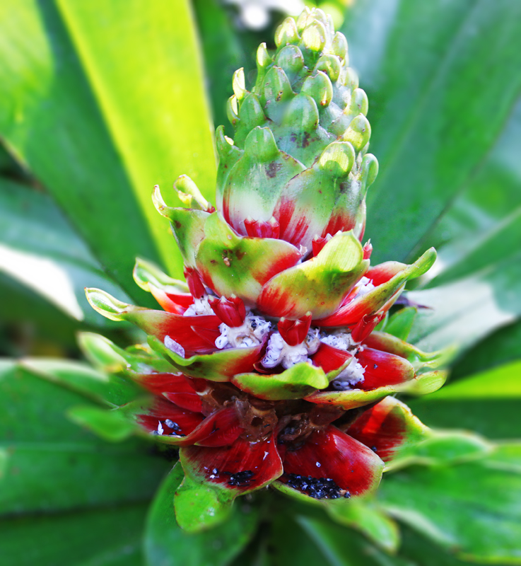 Costa Rican flora. Costa Rican flora.