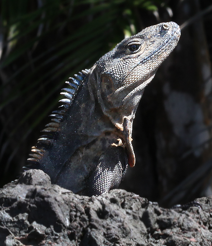 lizard closeup