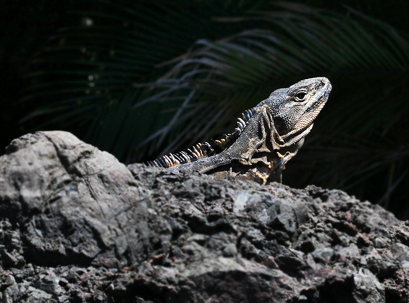 Costa Rican fauna. 