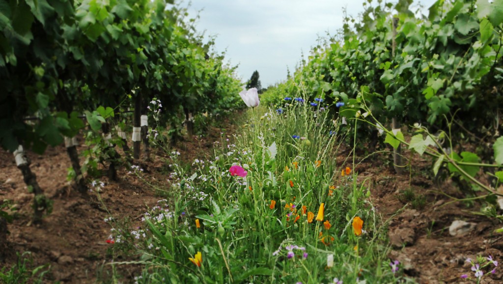 spring flowers