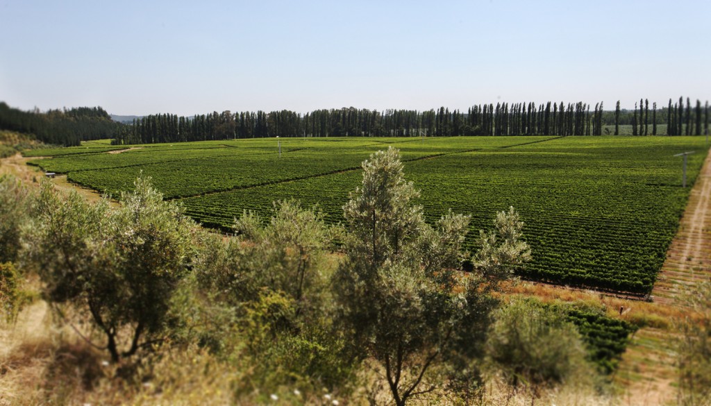 Bio Bio Region
