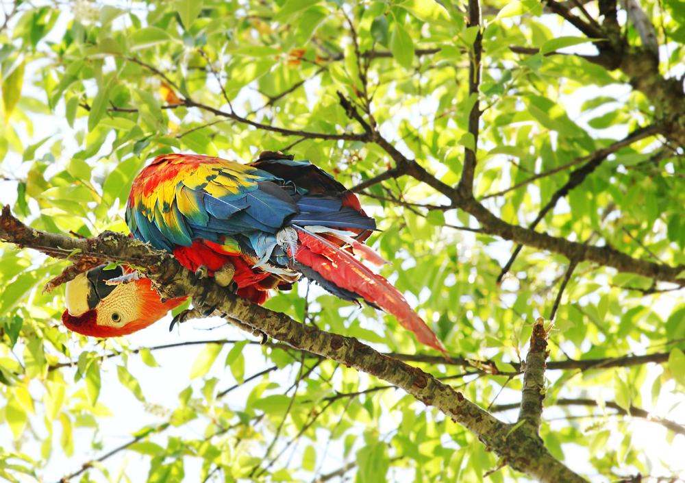 Peruvian Macaw Parrot