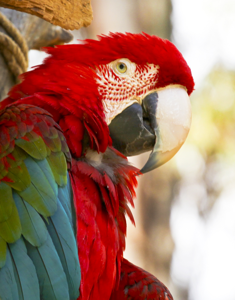 Macaw