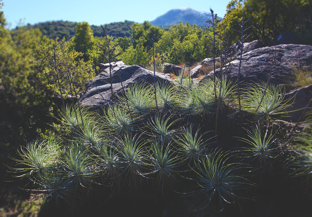 swirly plants