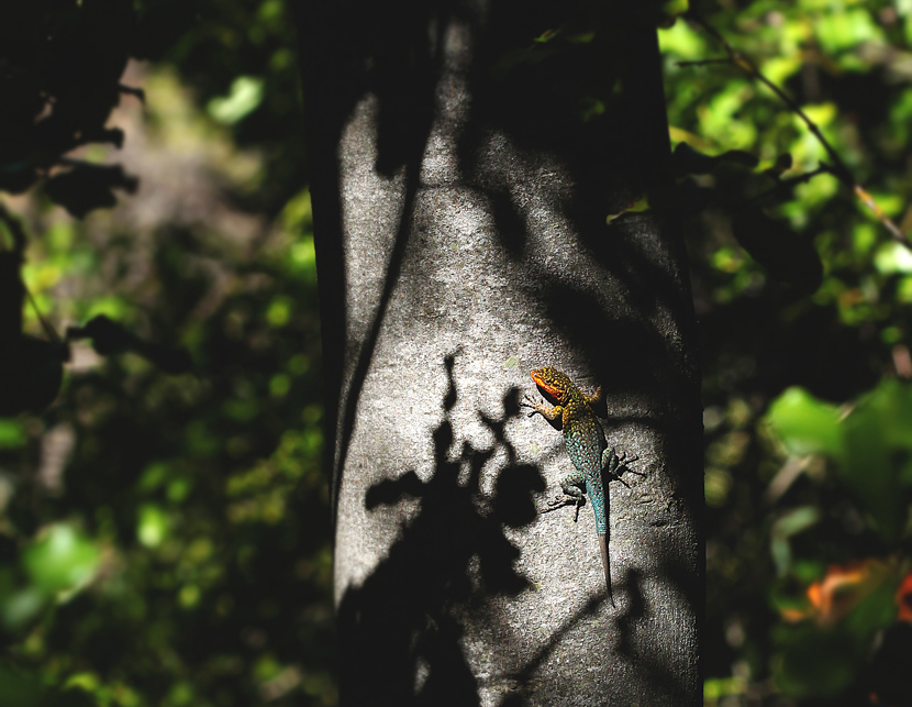 tree lizard
