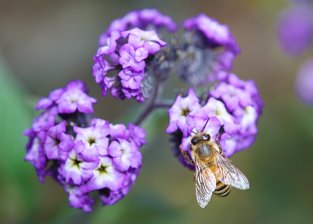 flower and a bee