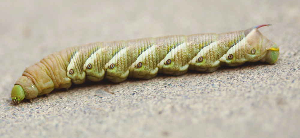 crazy caterpillar 
