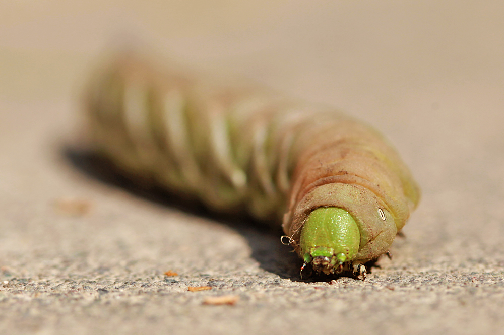 hornworm