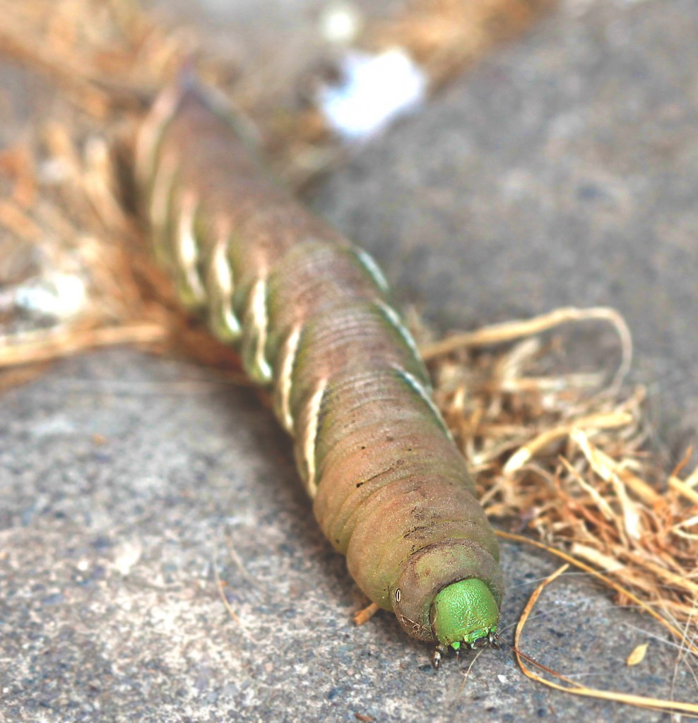 goliath worm