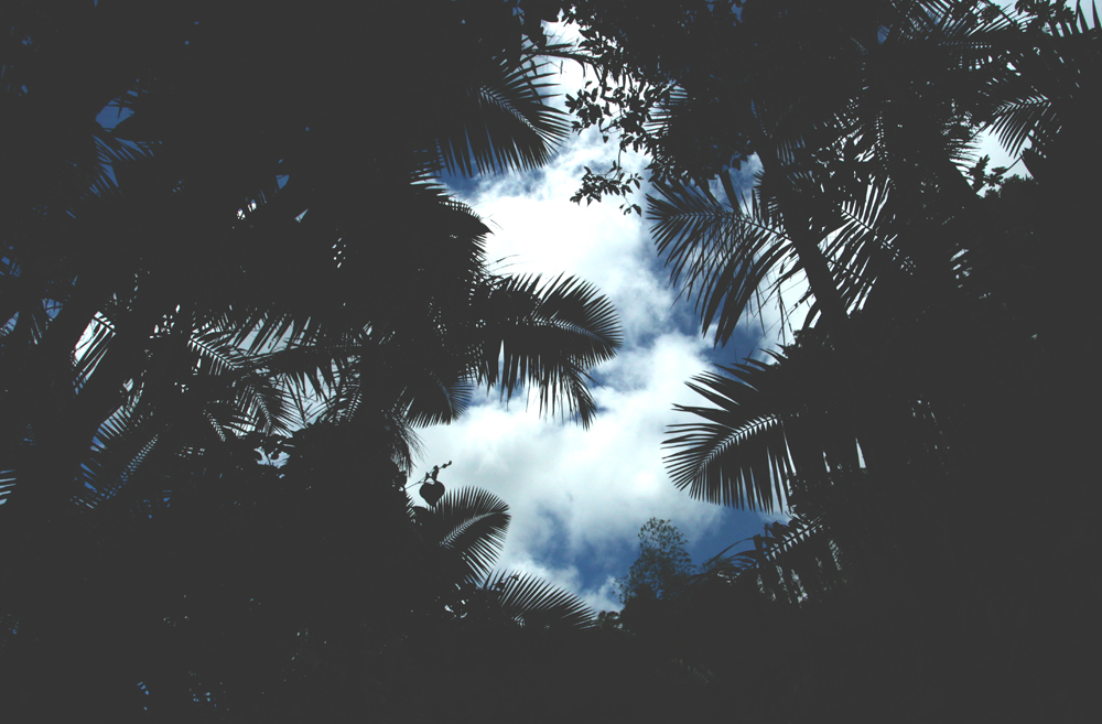 palms