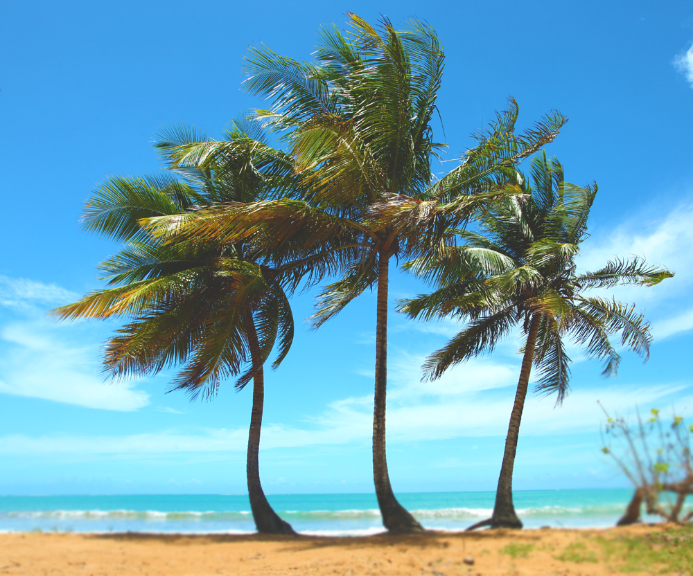 Puerto Rico palm trees