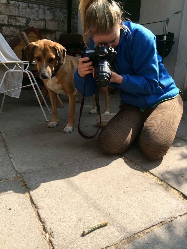 photographing the caterpillar